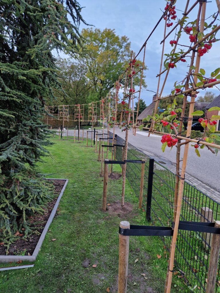 Leibomen plaatsen in Veen